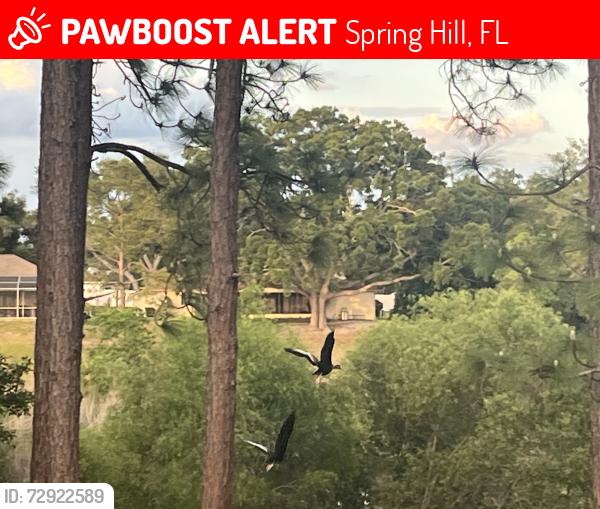 Lost Unknown Cat last seen Vicksburg , Spring Hill, FL 34608