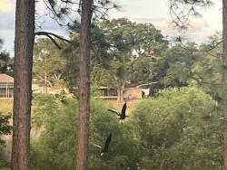 Lost Unknown Cat last seen Vicksburg , Spring Hill, FL 34608