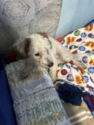 Reunited Male Dog last seen Bromley ave , South Saint Paul, MN 55075
