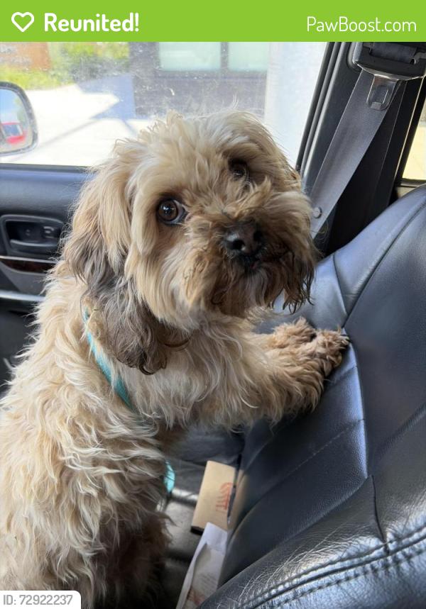 Reunited Female Dog last seen NE 42nd and Killingsworth, Portland, OR 97218