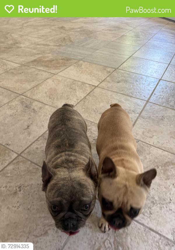 Reunited Unknown Dog last seen Sunrise winding way intersection , Fair Oaks, CA 95628