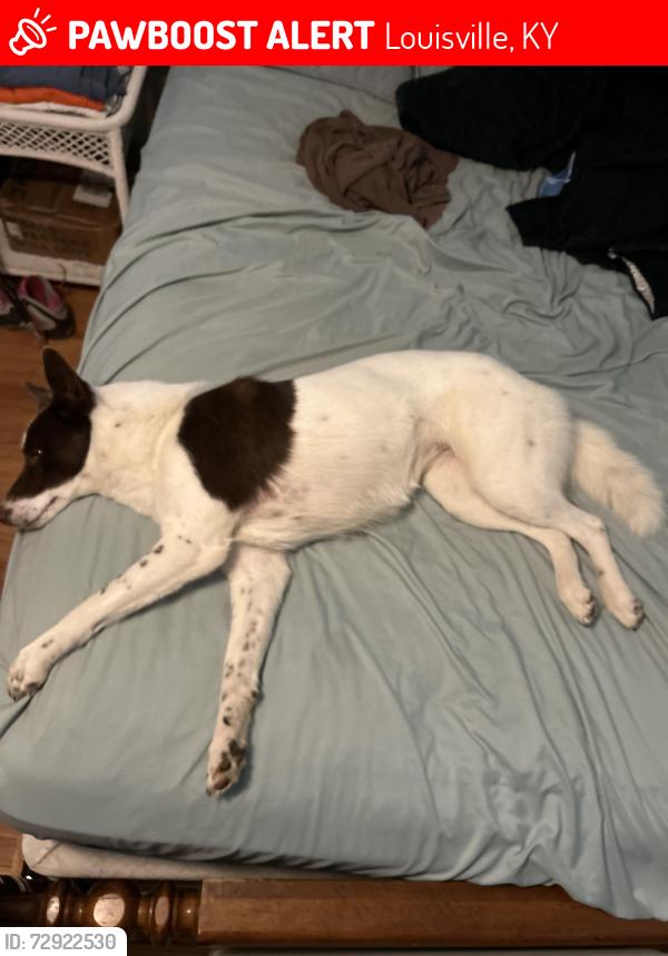 Lost Female Dog last seen Frankfort avenue and Galt avenue and Brownsboro Road , Louisville, KY 40206