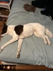 Lost Female Dog last seen Frankfort avenue and Galt avenue and Brownsboro Road , Louisville, KY 40206