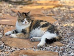 Lost Female Cat last seen Near W. 3162 S., Washington, Washington, UT 84780