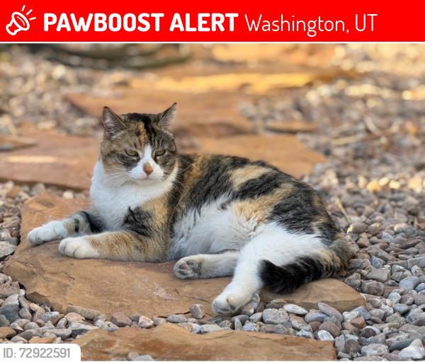 Lost Female Cat last seen Near W. 3162 S., Washington, Washington, UT 84780