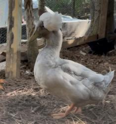 Lost Male Other last seen Carver Court, Cumming, GA 30040
