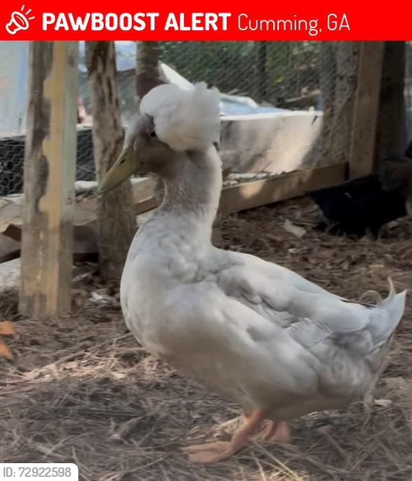 Lost Male Other last seen Carver Court, Cumming, GA 30040