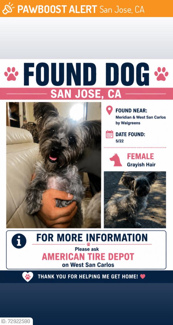 Found/Stray Female Dog last seen West San Carlos & Meridian, San Jose, CA 95126