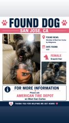 Found/Stray Female Dog last seen West San Carlos & Meridian, San Jose, CA 95126