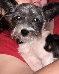 Lost Male Dog last seen Rim Rd, Fayetteville, NC 28314