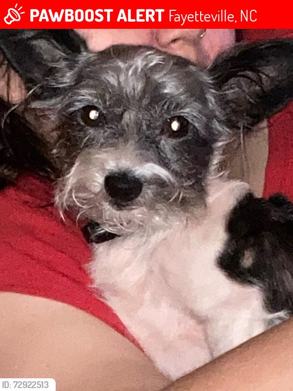 Lost Male Dog last seen Rim Rd, Fayetteville, NC 28314