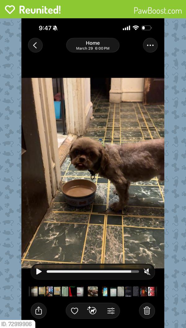 Reunited Male Dog last seen La Follette Park, Chicago, IL 60651