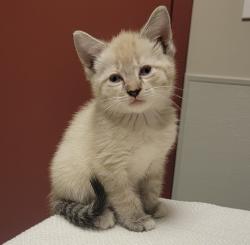 Shelter Stray Male Cat last seen Near 80th Avenue, OAKLAND, CA, 94621, Oakland, CA 94621
