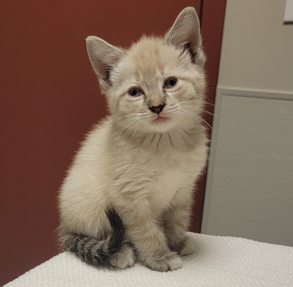 Shelter Stray Male Cat last seen Near 80th Avenue, OAKLAND, CA, 94621, 8323 Baldwin St, Oakland, CA 94621, USA