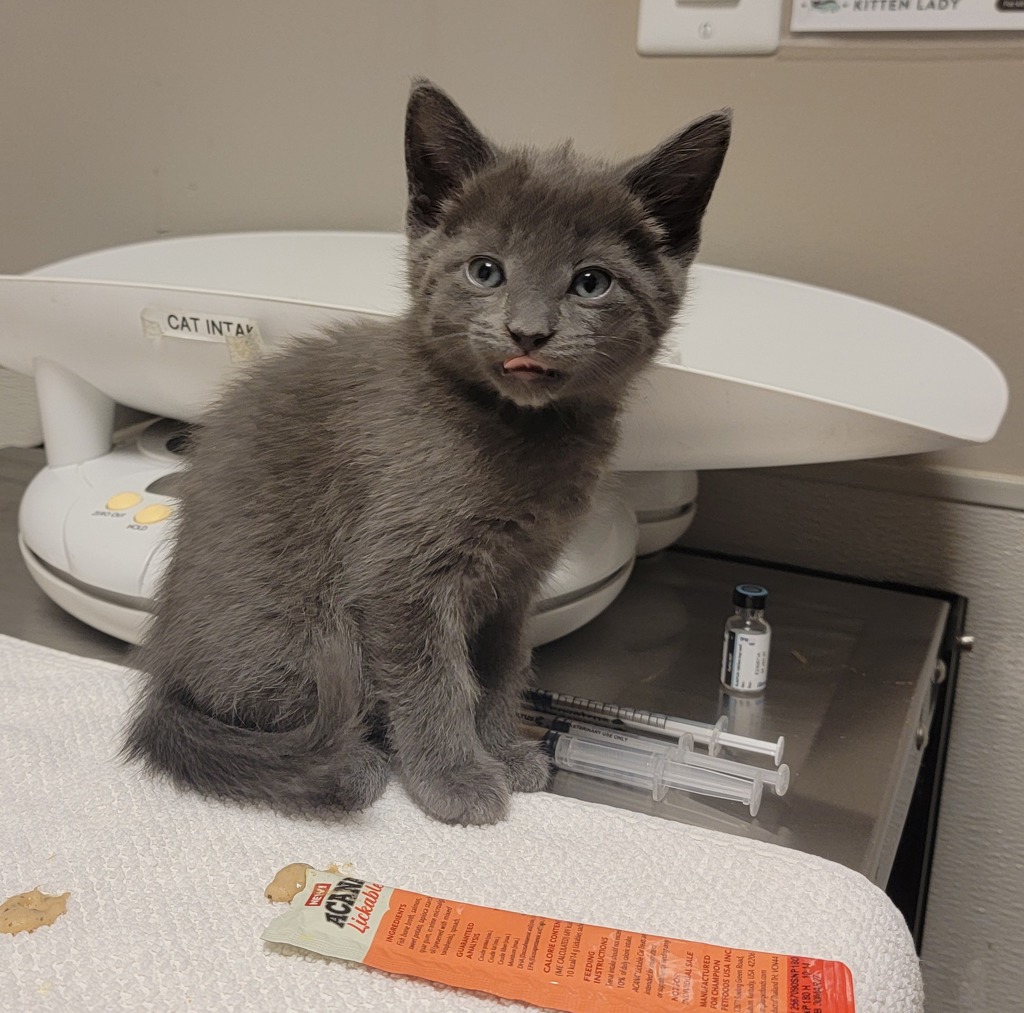 Shelter Stray Female Cat last seen Near 80th Avenue, OAKLAND, CA, 94621, 8323 Baldwin St, Oakland, CA 94621, USA