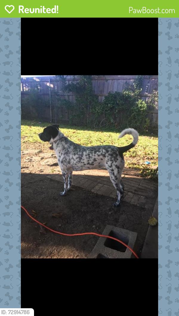 Reunited Female Dog last seen S Kate st, White Settlement, TX 76108