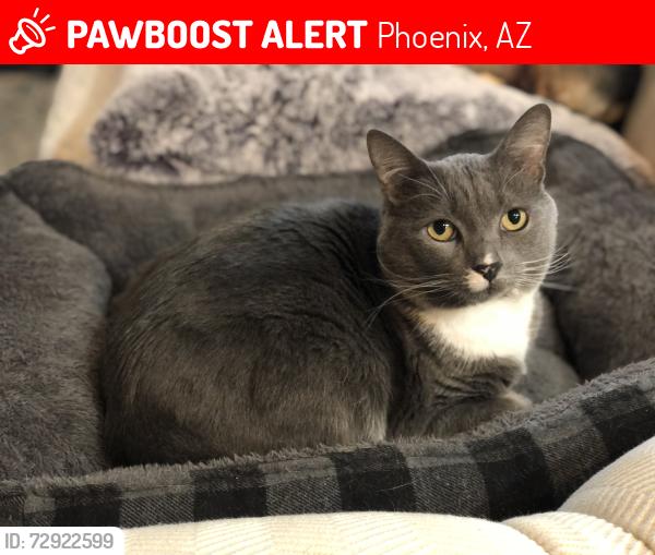 Lost Female Cat last seen 67th avenue and Baseline, Phoenix, AZ 85339