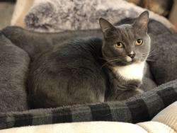 Lost Female Cat last seen 67th avenue and Baseline, Phoenix, AZ 85339