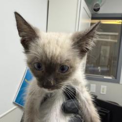 Shelter Stray Male Cat last seen Napa Street, San Diego, CA, 92110, San Diego, CA 92110