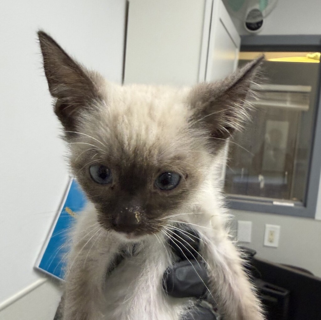 Shelter Stray Male Cat last seen Napa Street, San Diego, CA, 92110, San Diego, CA 92110