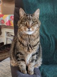 Lost Female Cat last seen Dove CT. And 8th street, Lincoln, CA 95648