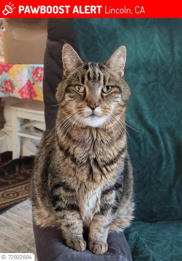 Lost Female Cat last seen Dove CT. And 8th street, Lincoln, CA 95648
