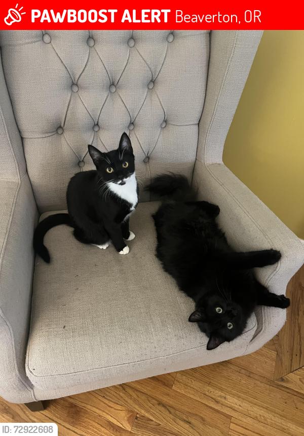 Lost Male Cat last seen SW Wilson between 29th & 22nd, Beaverton, OR 97008