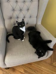 Lost Male Cat last seen SW Wilson between 29th & 22nd, Beaverton, OR 97008