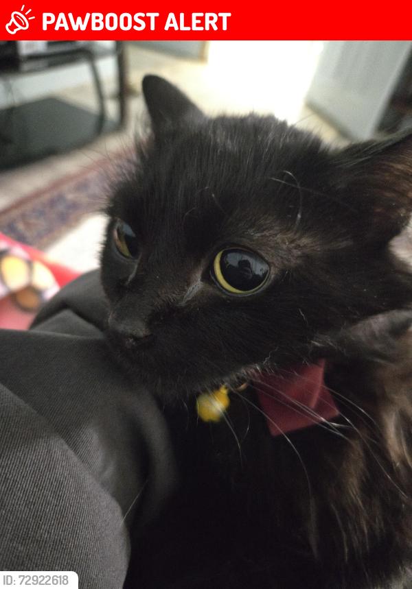 Lost Female Cat last seen Murray, Colorado Springs, CO 80916
