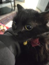 Lost Female Cat last seen Murray, Colorado Springs, CO 80916