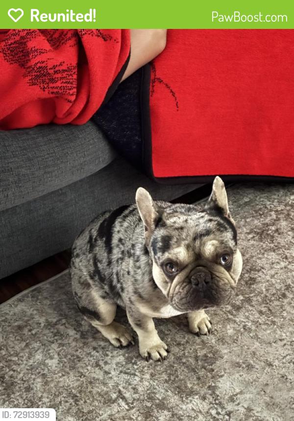 Reunited Male Dog last seen 7th and 8th, San Bernardino, CA 92411