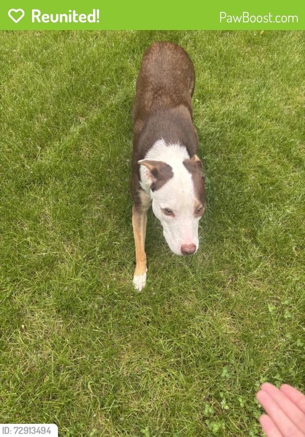 Reunited Female Dog last seen Plum Hollow Circle, Fishers, IN 46037