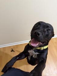 Found/Stray Male Dog last seen publix on lee road , Lithia Springs, GA 30122