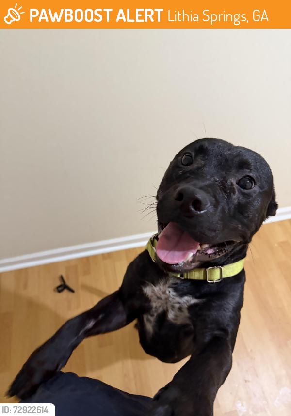 Found/Stray Male Dog last seen publix on lee road , Lithia Springs, GA 30122
