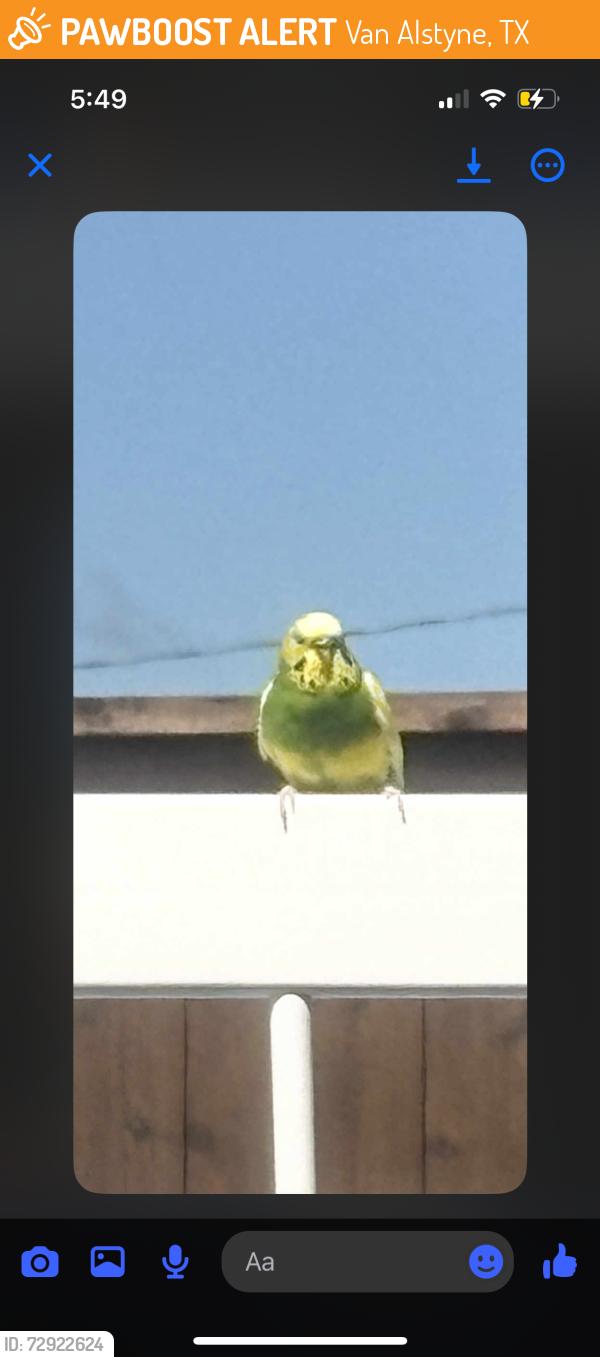 Found/Stray Unknown Bird last seen Dallas and Fulton, Van Alstyne, TX 75495