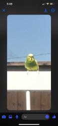Found/Stray Unknown Bird last seen Dallas and Fulton, Van Alstyne, TX 75495