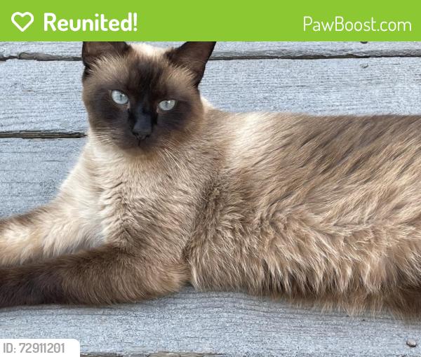 Reunited Male Cat last seen Benjamin Franklin High School, Baltimore, MD 21225