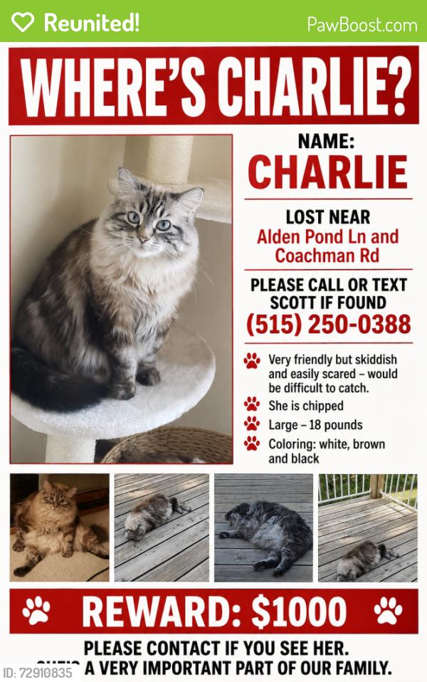 Reunited Female Cat last seen Coachman Rd., Eagan, MN 55121