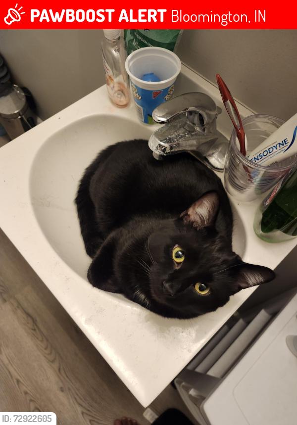 Lost Male Cat last seen Novo Nordisk on Patterson Dr, Bloomington, IN 47403
