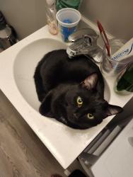 Lost Male Cat last seen Novo Nordisk on Patterson Dr, Bloomington, IN 47403