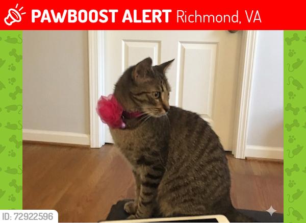 Lost Female Cat last seen Poplar Grn / Gayton Forest s, Richmond, VA 23238