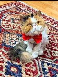 Reunited Female Cat last seen Purley Way, Greater London, England CR0 3NU