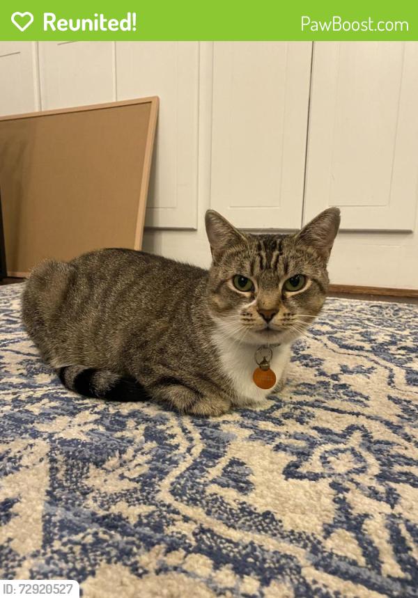 Reunited Female Cat last seen Willow Glen rd , Fallbrook, CA 92028
