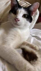 Lost Male Cat last seen South Walnut and Nelson Streets, Milford, DE 19963