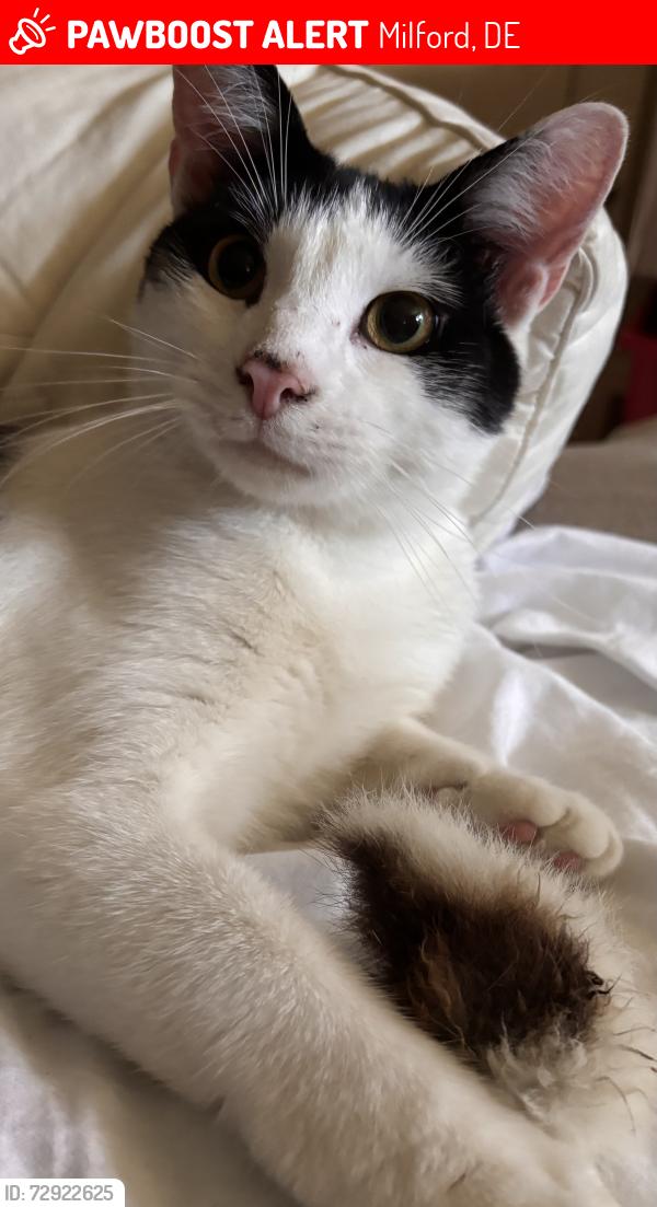 Lost Male Cat last seen South Walnut and Nelson Streets, Milford, DE 19963