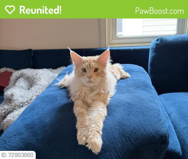 Reunited Male Cat last seen Near valley st McDonald PA 15057, McDonald, PA 15057
