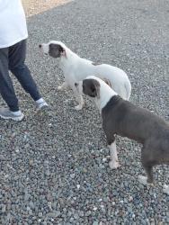 Found/Stray Male Dog last seen LAMERS, San Joaquin County, CA 95304
