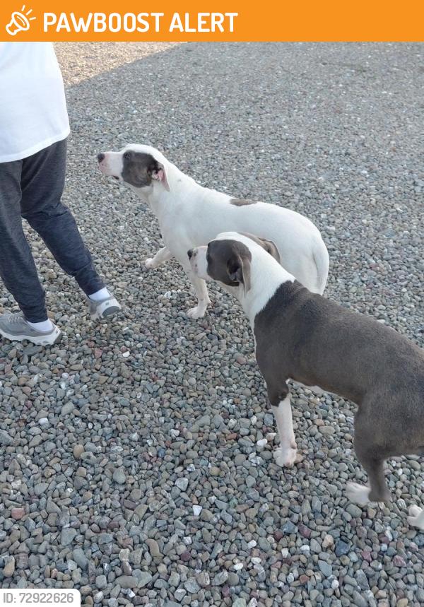 Found/Stray Male Dog last seen LAMERS, San Joaquin County, CA 95304