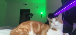 Reunited Female Cat last seen Fenton parkway trolley station , San Diego, CA 92108