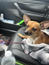 Found/Stray Female Dog last seen Century snacks, Bell Gardens, CA 90201